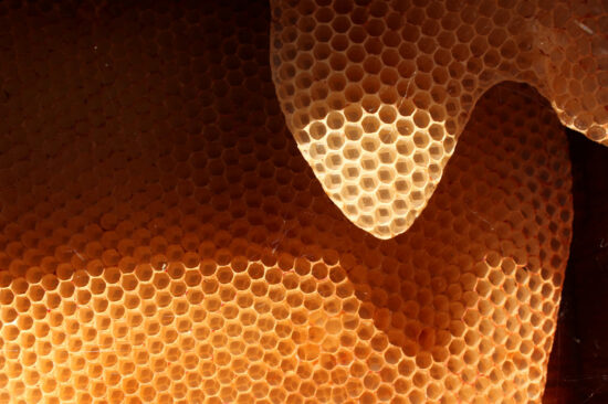 hive