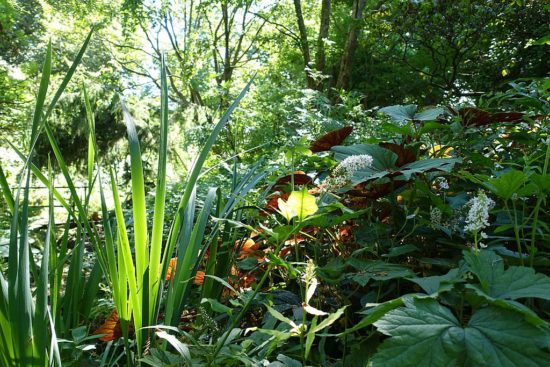 Odeurs du jardin des plantes à Paris