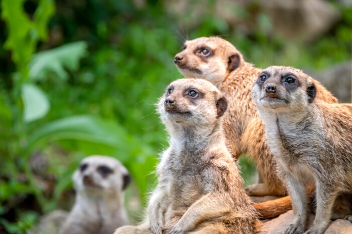 Suricates